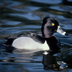 Ring-necked Duck